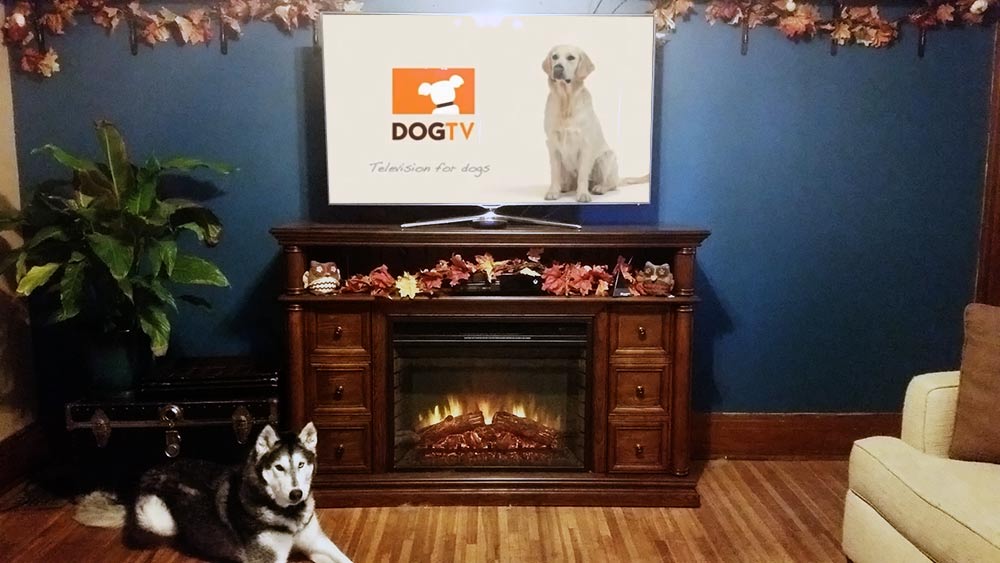 boarding rochester ny pet sitting rochester ny boarding rochester ny pet sitting rochester ny