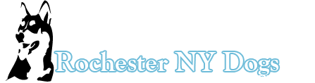 Rochester NY Dogs