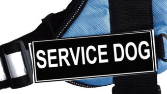 Service Dog Training