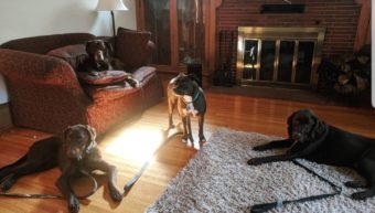 pet sitting 4 dogs, one pitbull and three chocolate labs