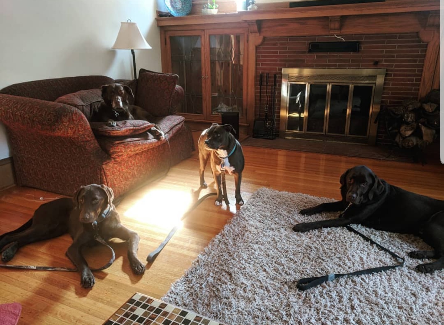 pet sitting 4 dogs, one pitbull and three chocolate labs