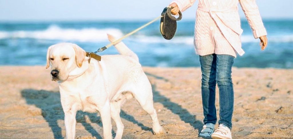 stop using retractable leashes