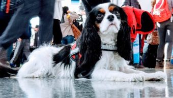 King Charles Cavalier Service Dog