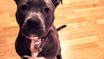 Verona Rescue Pitbull - Gates NY