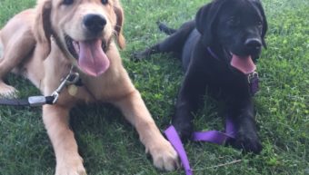 Piper and Brody Puppy Training class