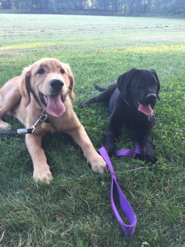 Piper and Brody Puppy Training class