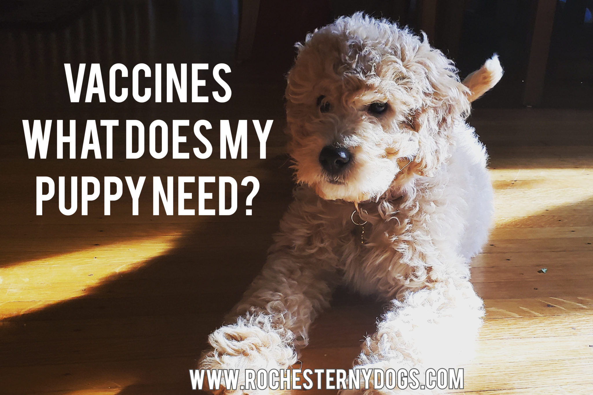 What vaccinations are required for puppies to begin training classes