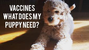 What vaccines does my puppy need