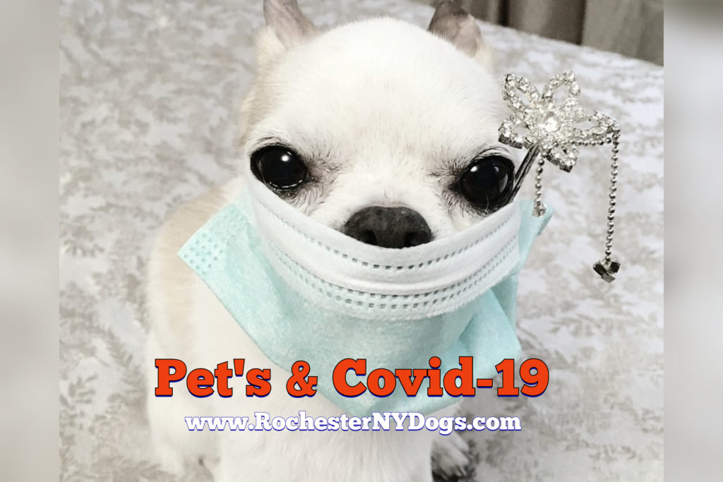 Chihuahua weaing hospital mask avoiding coronavirus
