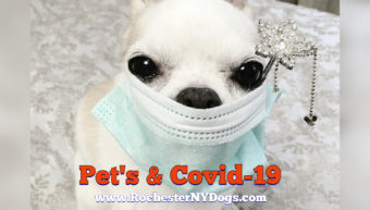 Chihuahua weaing hospital mask avoiding coronavirus