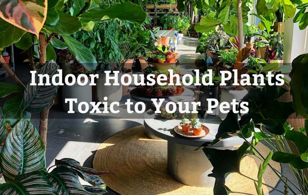 Household Indoor Toxic Plants
