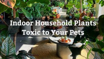 Household Indoor Toxic Plants