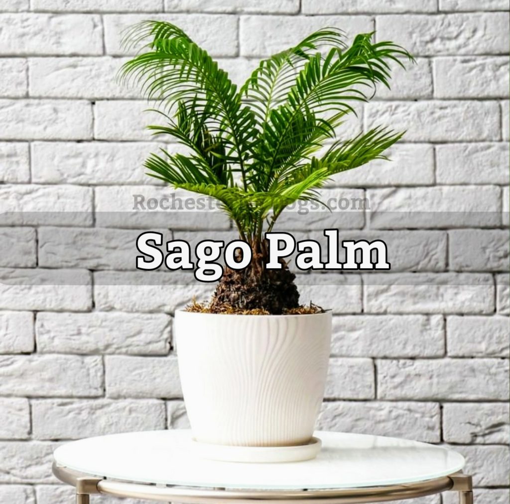 Sago Palm (Cycas Revoluta)