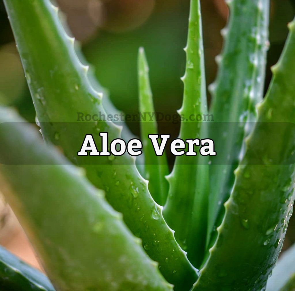 Aloe Vera Plant Toxic to Dogs, Cats, Pets