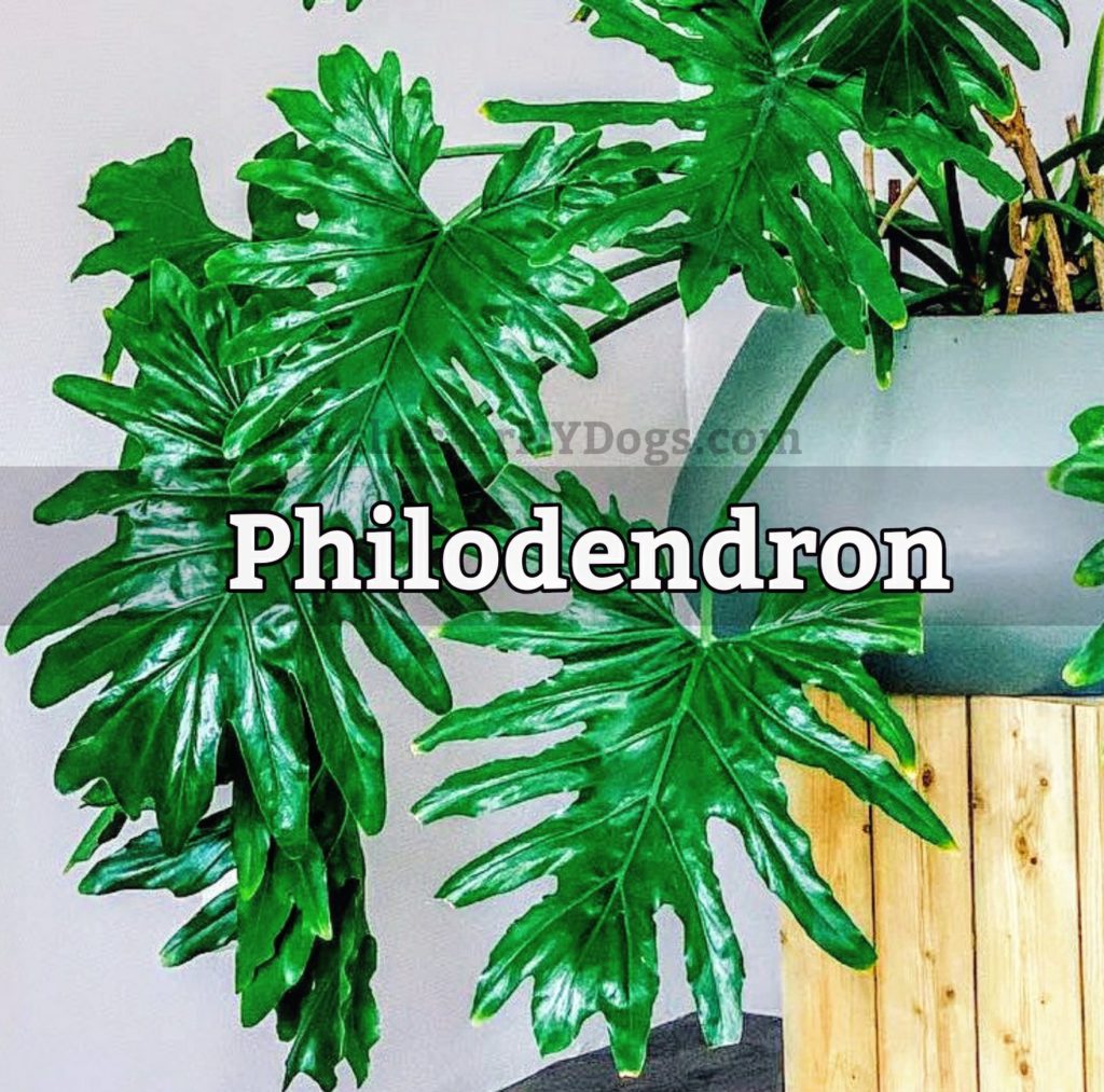 Philodendron toxicity to pets