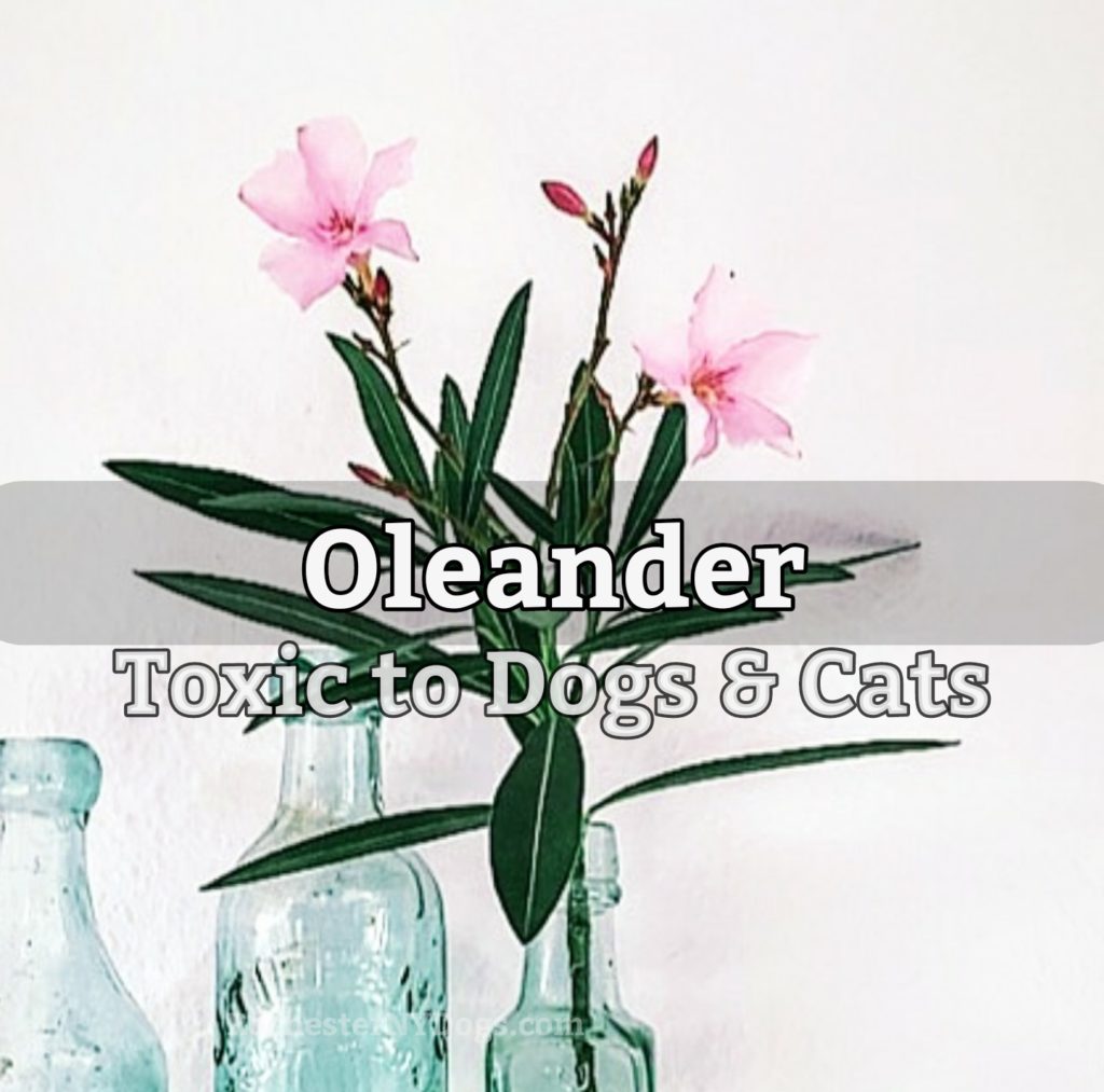 Oleander - Toxic to dogs and cats