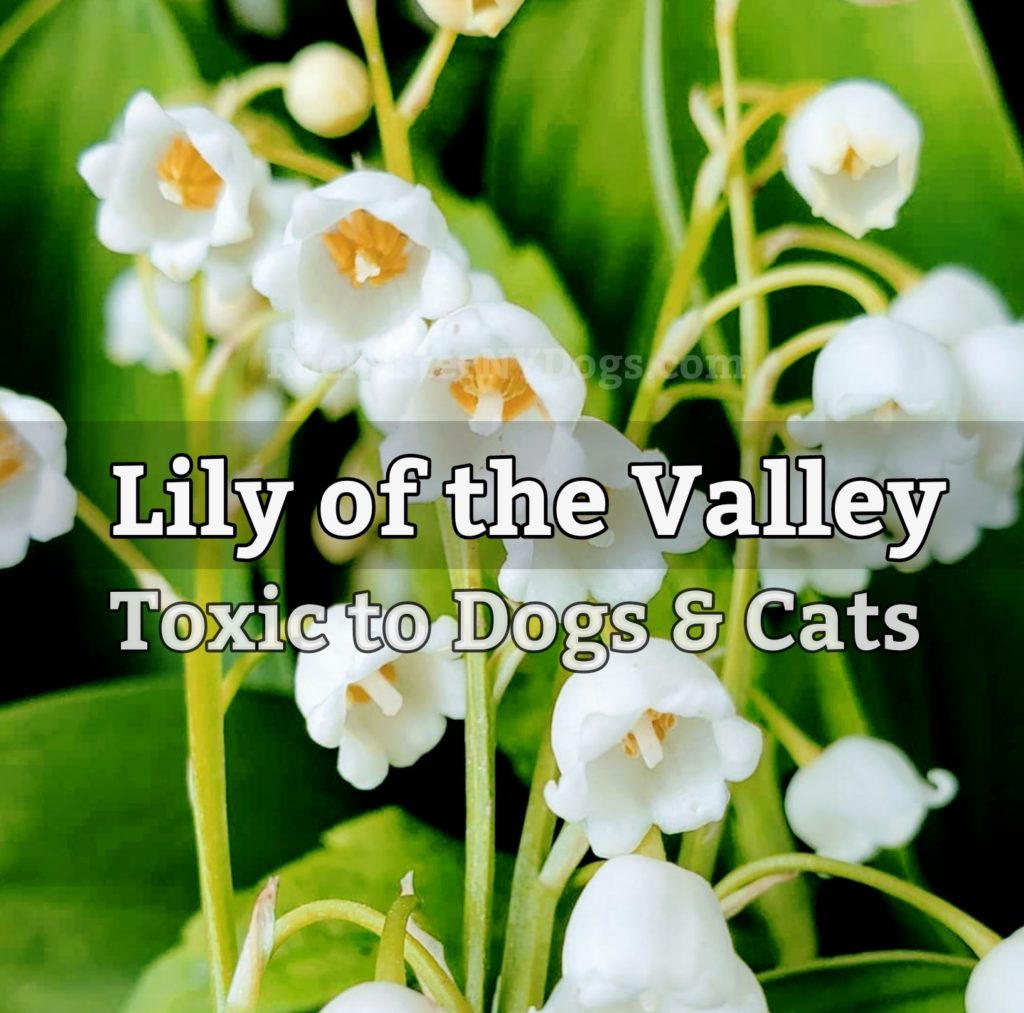 Lily of the valley 