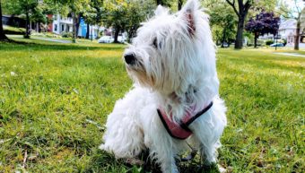 West Highland Terrier Pet Sitting in Rochester NY