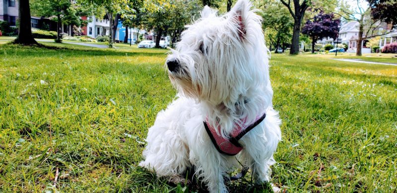 West Highland Terrier Pet Sitting in Rochester NY